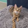 Lynx