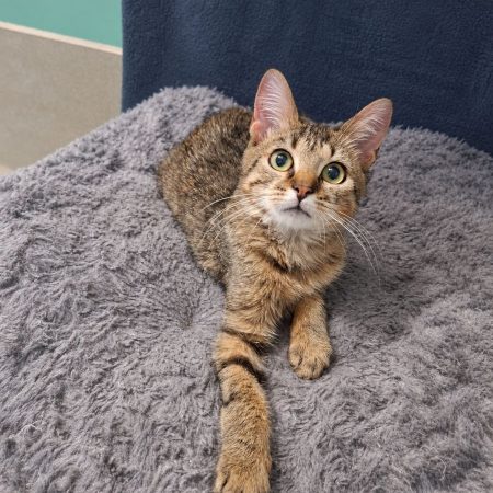 Lynx - Chat à adopter