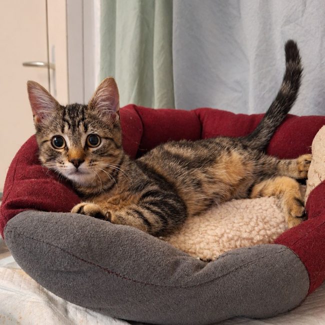 Wapi - Chat Européen à adopter
