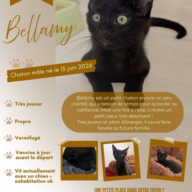 BELLAMY - Chat Européen à adopter