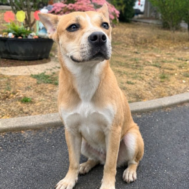 Hera - Chien à adopter