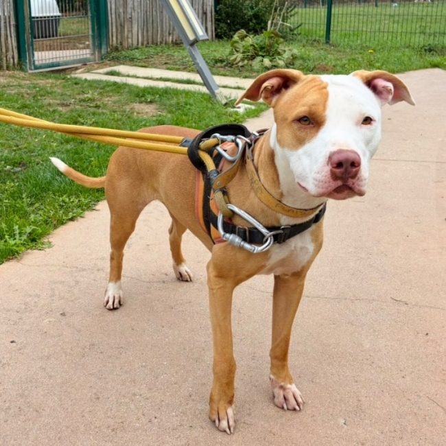 Paloma - Chien à adopter