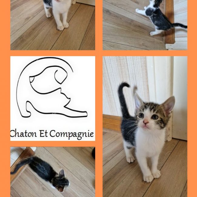 Pancho - Chat Européen à adopter