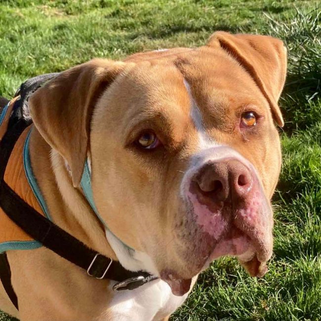 Saad - Chien American Bully à adopter
