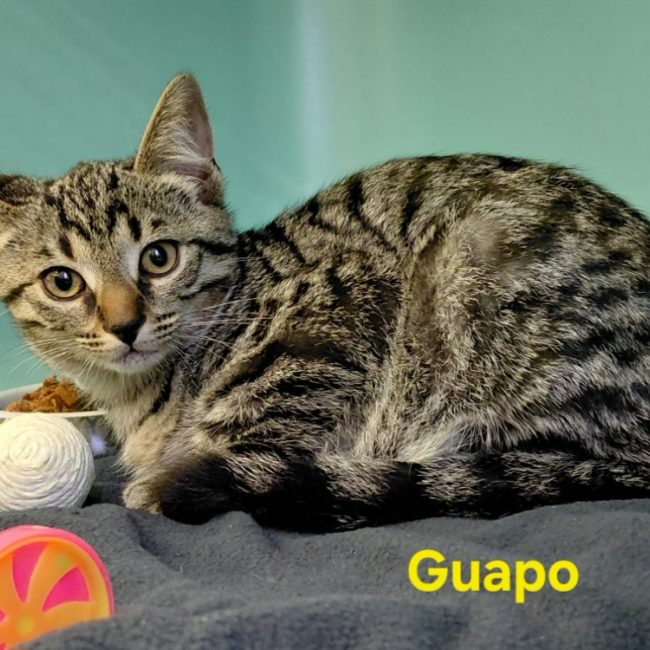 Guapo