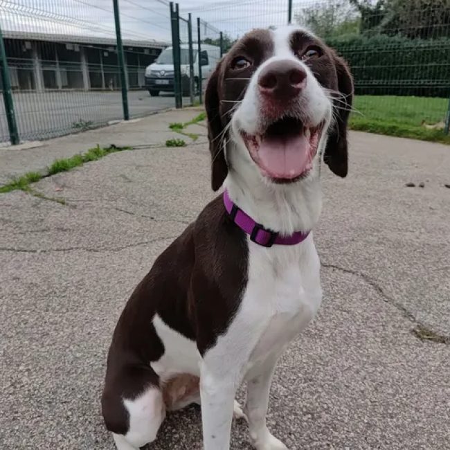 Nala