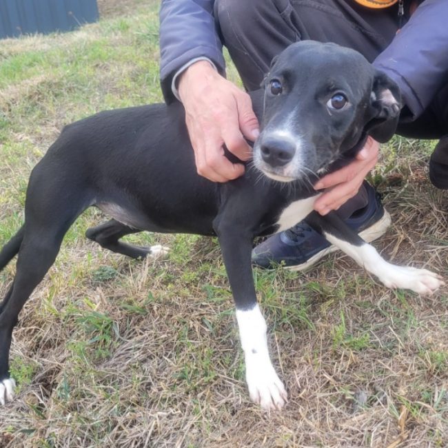 Baya - Chien à adopter