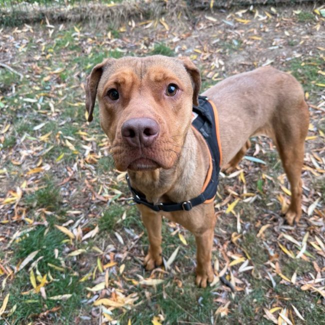 Cloud - Chien à adopter
