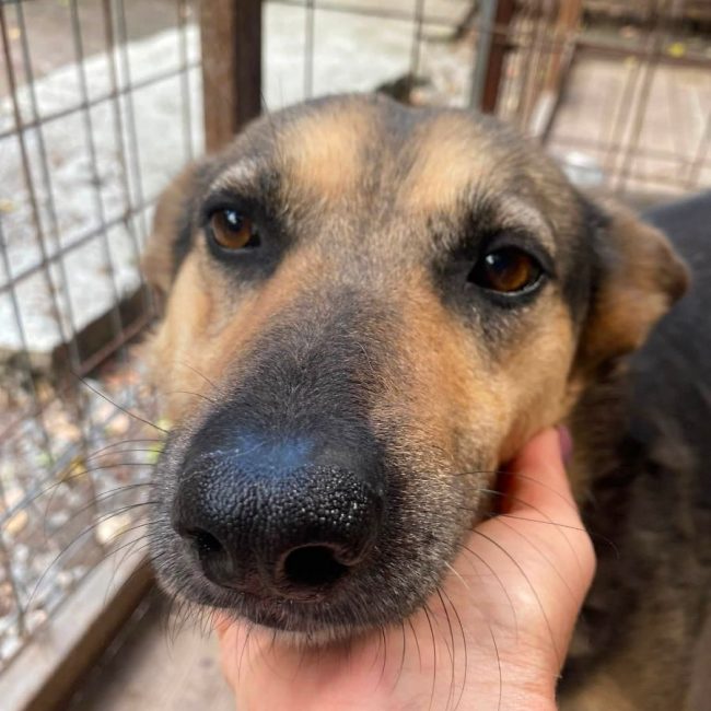 MASHA - Chien Croisé x Berger Allemand à adopter