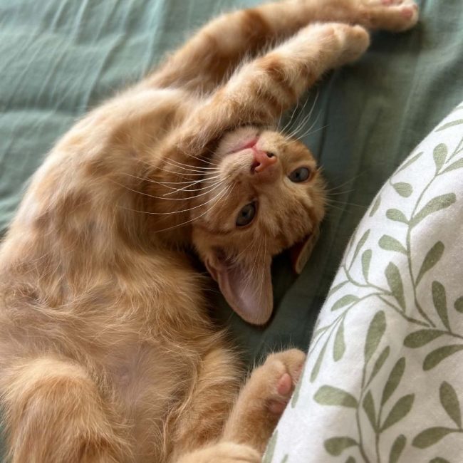 Ulysse - Chat Européen à adopter