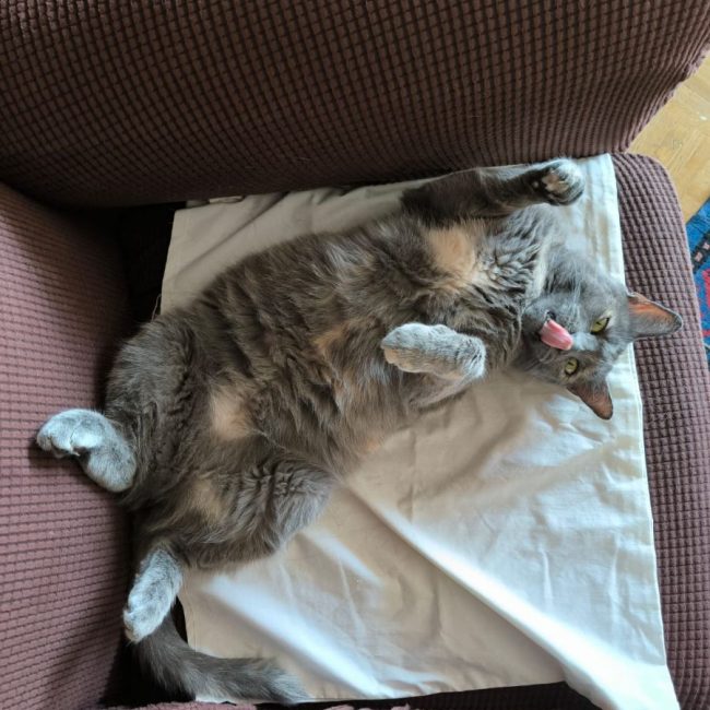 Michat - Chat à adopter