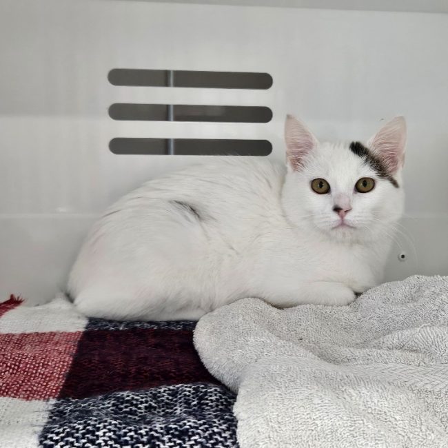 Leo - Chat Européen à adopter