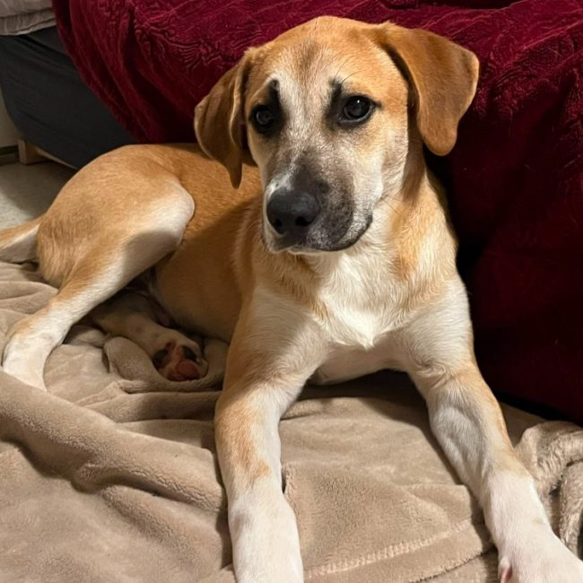 Aramon - Chien Berger à adopter
