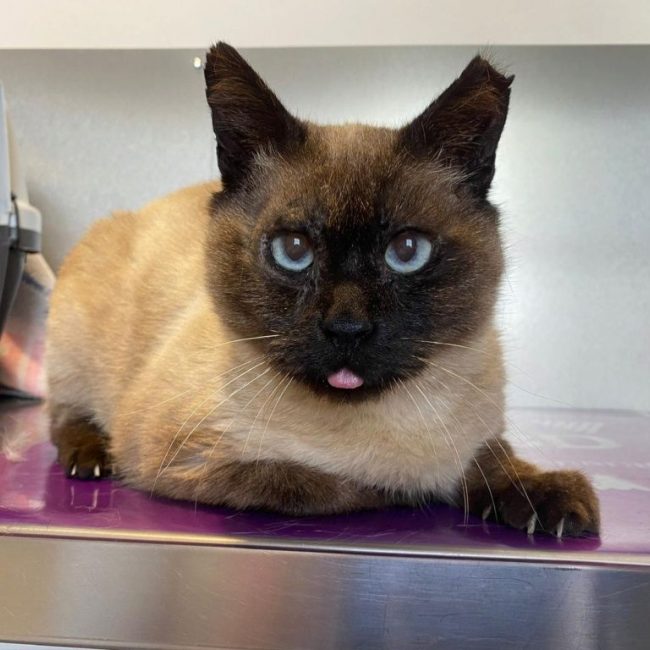 Pancho - Chat à adopter