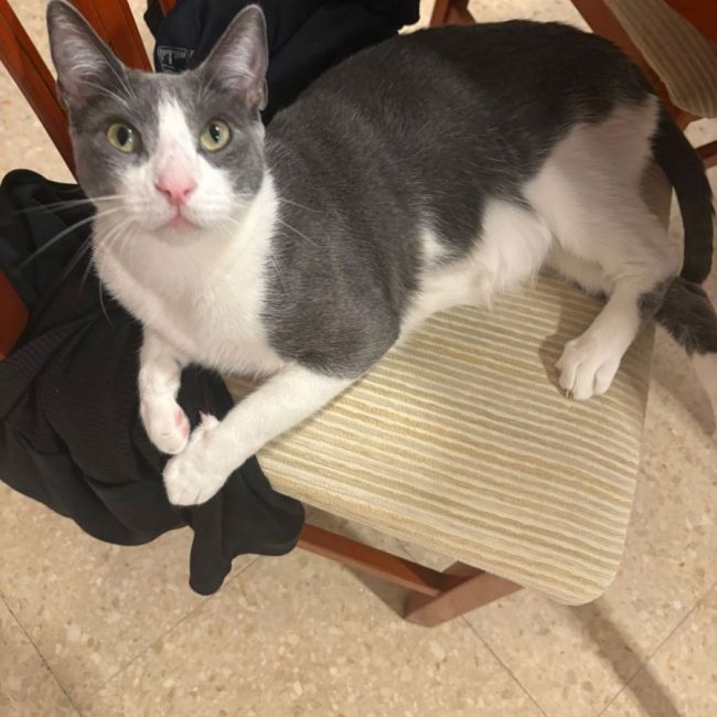 Orion - Chat à adopter