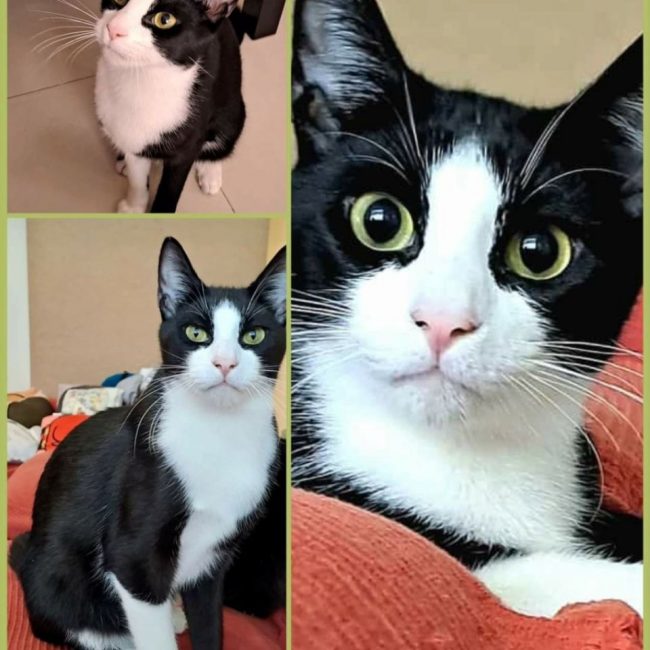 Leo - Chat à adopter