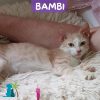 BAMBI