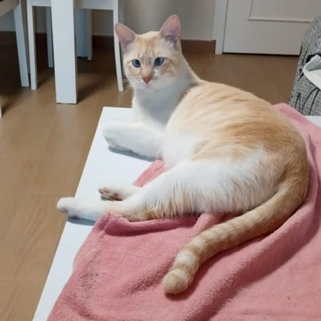 Léon