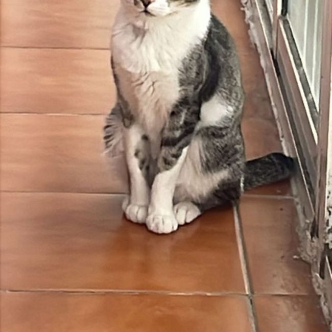 Fito (tigré blanc)