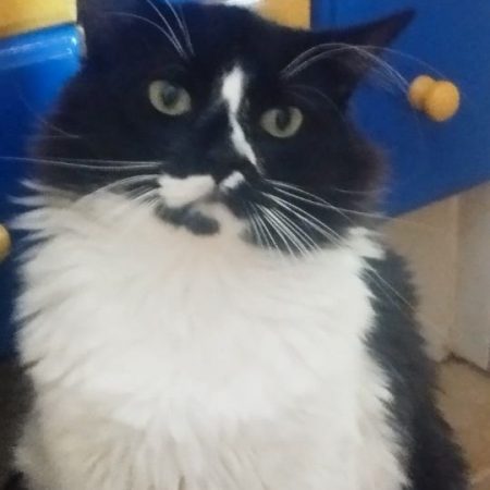 Eros - Chat à adopter