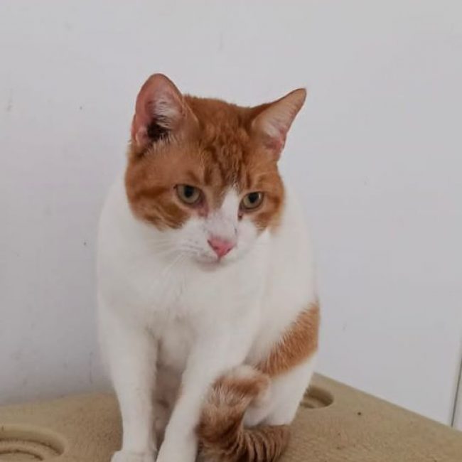 Oscar (roux et blanc) 