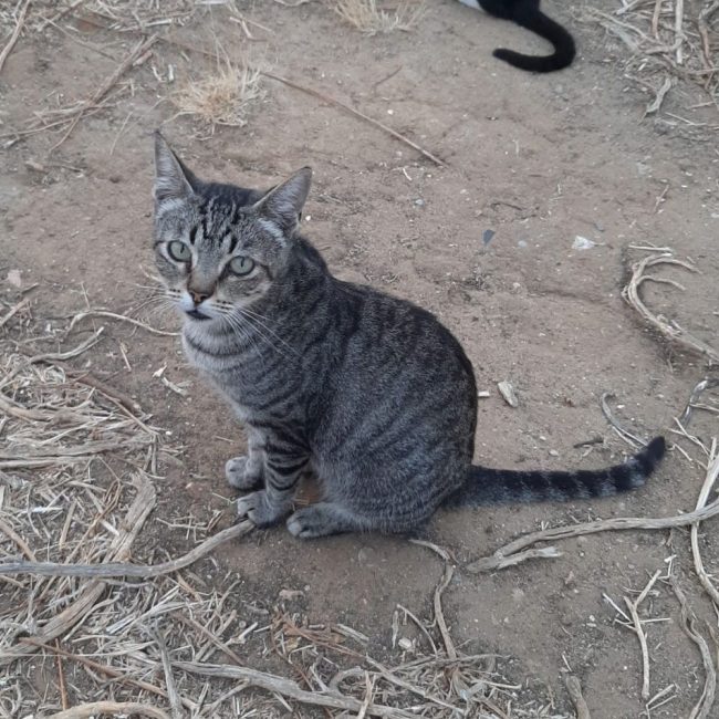 Tigre