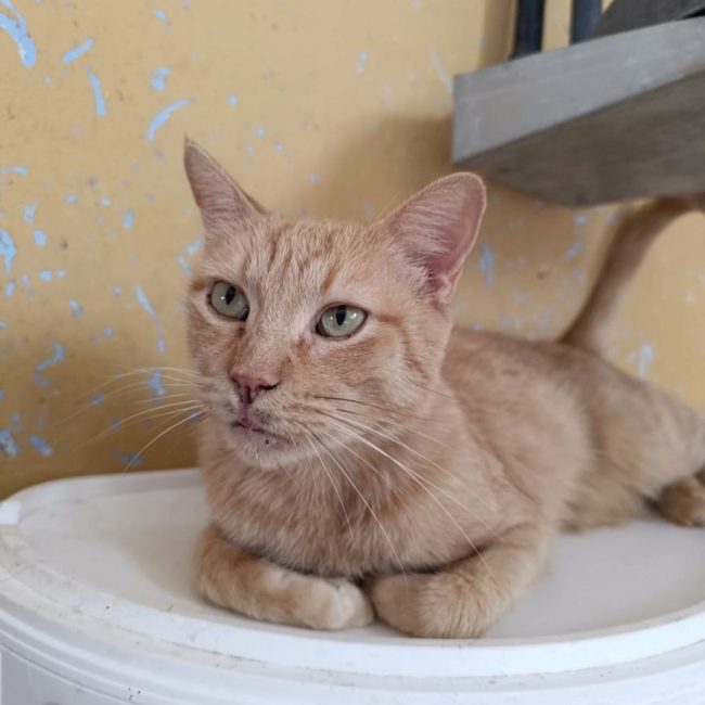 Garfield 