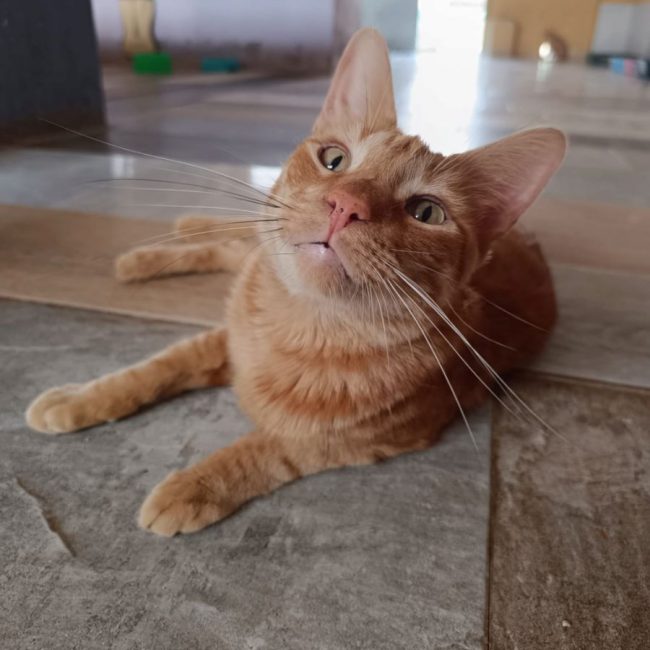 Dali
