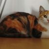 Aurore