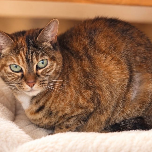 Bijou - Chat Européen à adopter