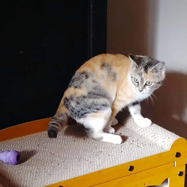 Boréale - Chat Européen à adopter