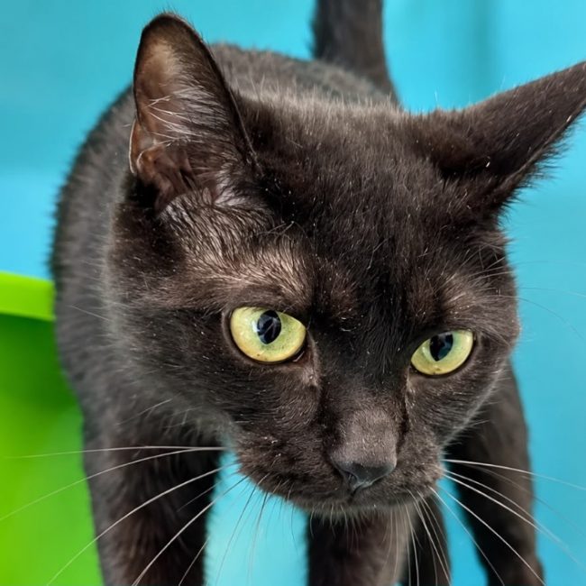 Buffy - Chat Européen à adopter