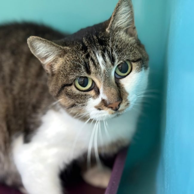 Binette - Chat Européen à adopter