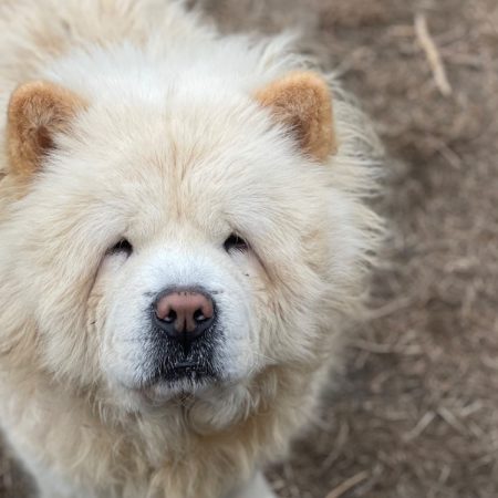 Mufasa - Chien Chow Chow à adopter