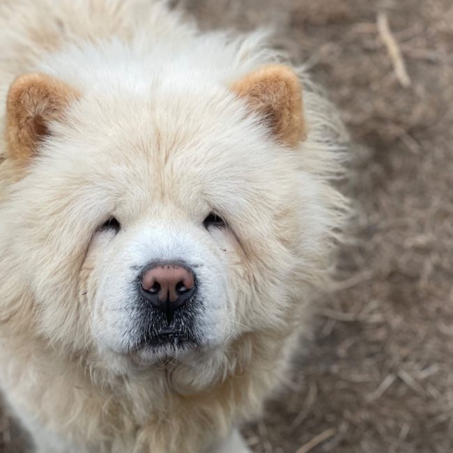 Mufasa - Chien Chow Chow à adopter