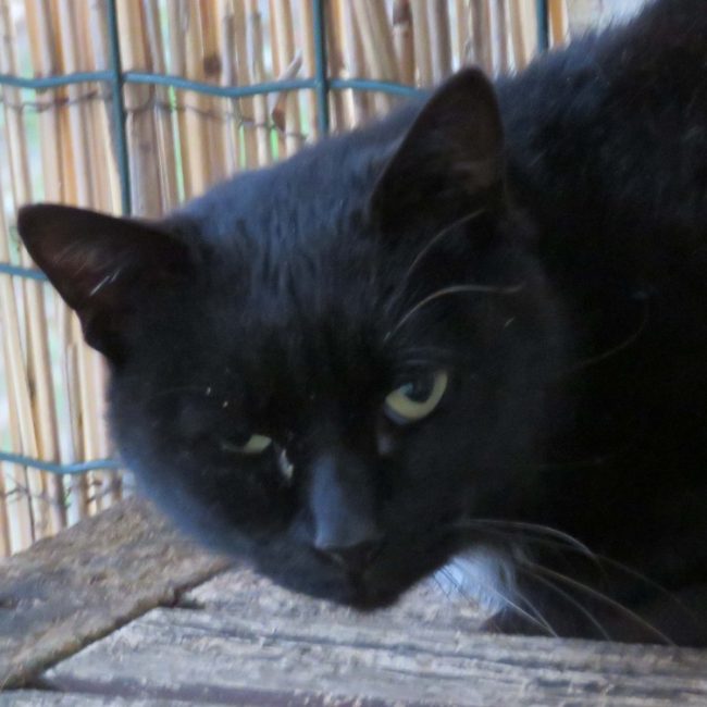 Noirau - Chat Européen à adopter