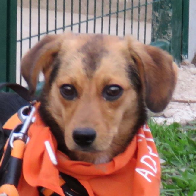 Bubu - Chien Beagle à adopter