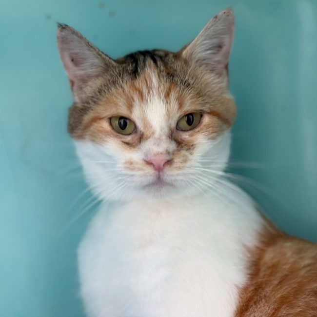 Poulette - Chat Européen à adopter