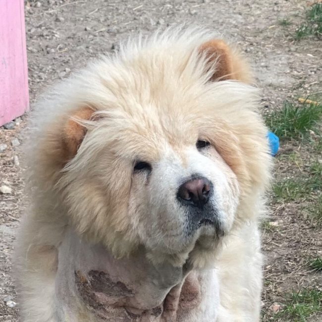 Avoine - Chien Chow Chow à adopter