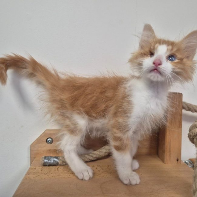 Buster - Chat Européen à adopter