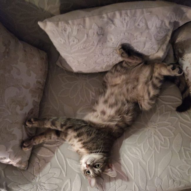 Luna - Chat à adopter