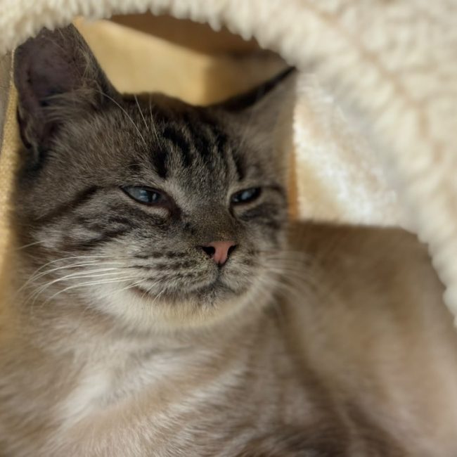 Bouton d or - Chat Européen à adopter
