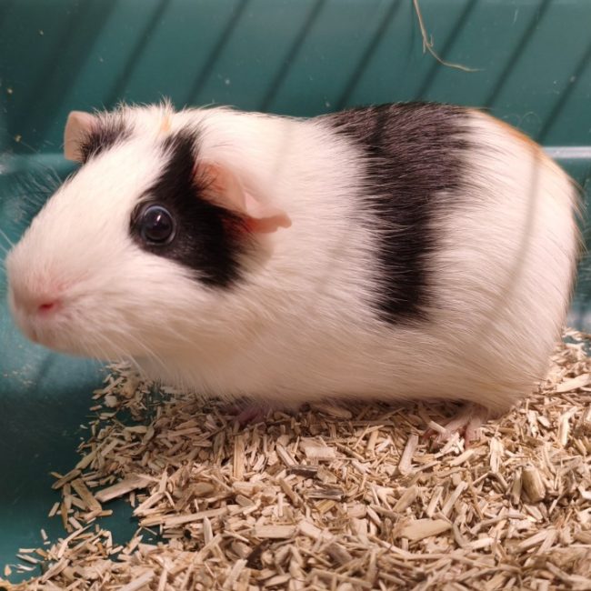 Lulu - Rongeur Cobaye à adopter
