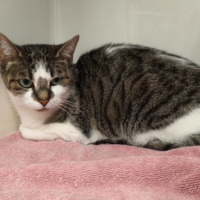 Louna - Chat Européen à adopter