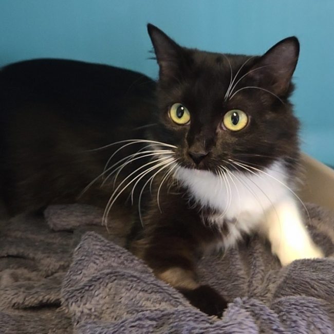 Stella - Chat Européen à adopter