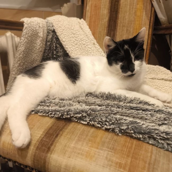 Artens - Chat Européen à adopter