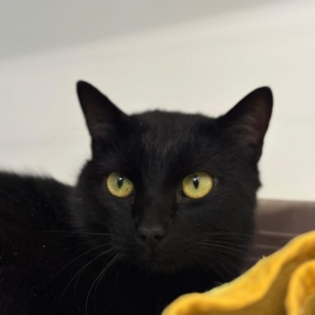 Ryuk - Chat Européen à adopter
