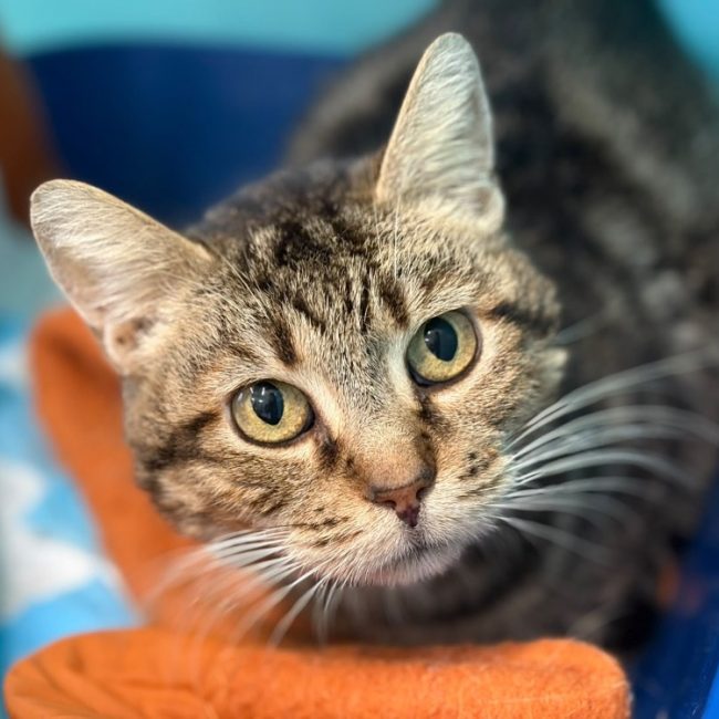 Marigny - Chat Européen à adopter