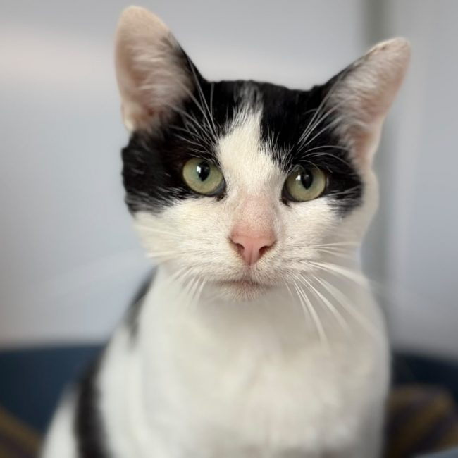 Berthram - Chat Européen à adopter