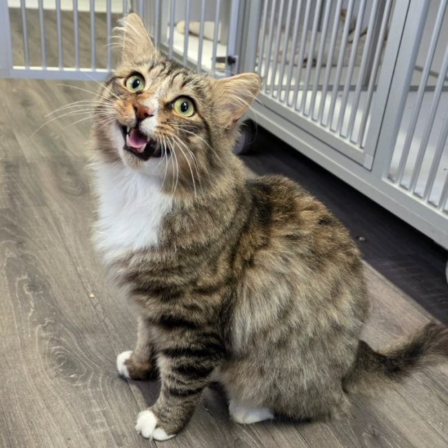 Zeus - Chat Européen à adopter